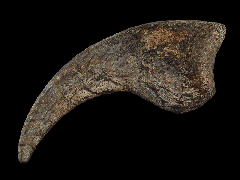 Allosaurus manus claw 