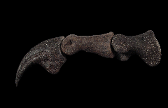 Allosaurus manus claw for sale |Buried Treasure Fossils