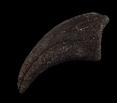 Allosaurus pes claw 