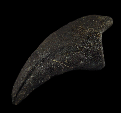 Allosaurus pes claw for sale