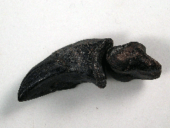 Nanosaurus pes claw