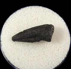 Nanosaurus pes claw for sale