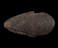 Camptosaurus pes claw 