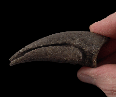 Camptosaurus foot claw