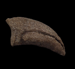 Camptosaurus foot claw for sale