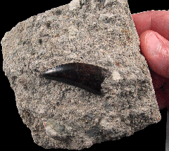 Torvosaurus gurneyi tooth