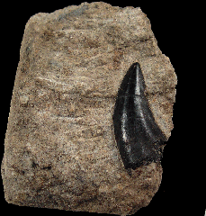 Torvosaurus tooth for sale |Buried Treasure Fossils