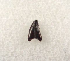 Hell Creek Avisaurus tooth for sale | Buried Treasure Fossils