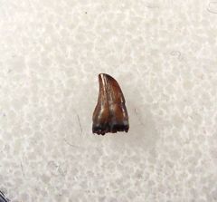 Hell Creek Avisaurus tooth for sale | Buried Treasure Fossils