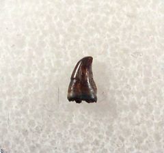 Hell Creek Avisaurus tooth for sale | Buried Treasure Fossils