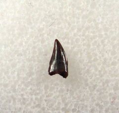Real Avisaurus archibaldi tooth for sale | Buried Treasure Fossils