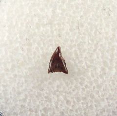 Avisaurus archibaldi tooth for sale | Buried Treasure Fossils
