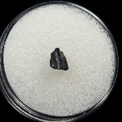 Cretaceous Hadrosaur tooth for sale | Buried Treasure Fossils