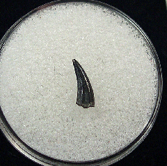 Cretaceous Hadrosaur tooth for sale | Buried Treasure Fossils
