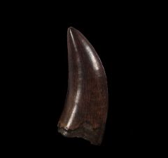 Large Nanotyrannus tooth for sale | Buried Treasure Fossils