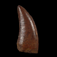 Large Nanotyrannus tooth for sale | Buried Treasure Fossils
