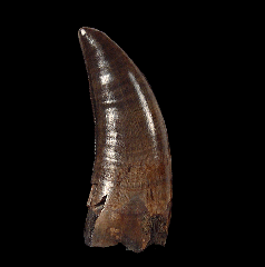Nanotyrannus tooth