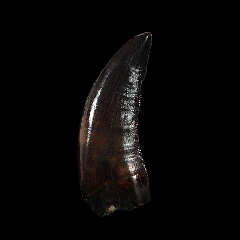 Nanotyrannus lancensis tooth | Buried Treasure Fossils
