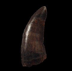 Large Nanotyrannus tooth for sale
