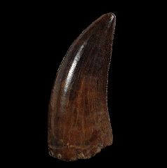 Nanotyrannus lancensis tooth | Buried Treasure Fossils