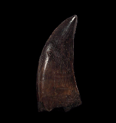 Real Nanotyrannus tooth for sale | Buried Treasure Fossils