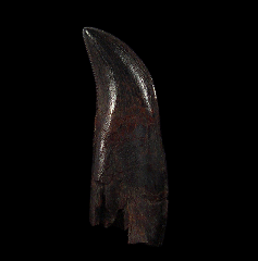 Extra Large Nanotyrannus tooth for sale