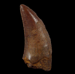 Monster Nanotyrannus tooth for sale | Buried Treasure Fossils
