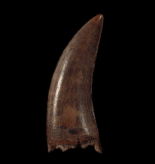 Big Nanotyrannus tooth