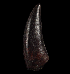 Big Nanotyrannus tooth | Buried Treasure Fossils