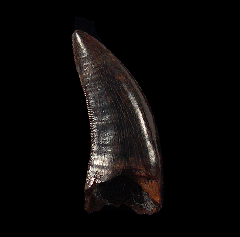 Large Nanotyrannus tooth for sale