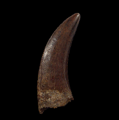 Hell Creek Nanotyrannus tooth | Buried Treasure Fossils