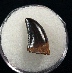 Real Nanotyrannus tooth for sale | Buried Treasure Fossils