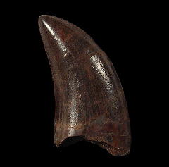 Nanotyrannus tooth 