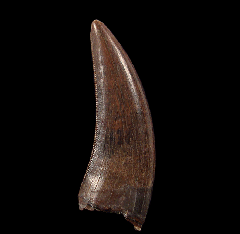 Hell Creek Nanotyrannus tooth | Buried Treasure Fossils