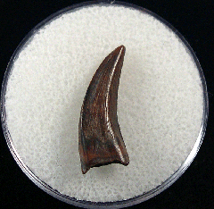 Gem Extra Large Nano tooth for sale | Buried Treasure Fossils