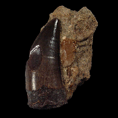 Large Nano tooth for sale
