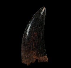 Hell Creek Nanotyrannus tooth | Buried Treasure Fossils