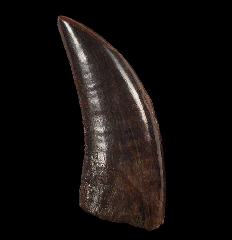 Big Nano rex tooth for sale | Buried Treasure Fossils 