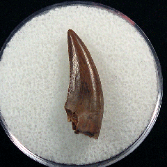 Real Nanotyrannus tooth for sale | Buried Treasure Fossils