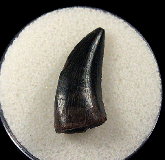 Extra Large Nanotyrannus tooth for sale 