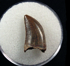 Real Nanotyrannus tooth for sale | Buried Treasure Fossils