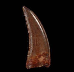 Extra Large Nanotyrannus tooth for sale | Buried Treasure Fossils 