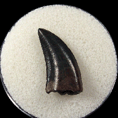 Quality Nano tooth for sale