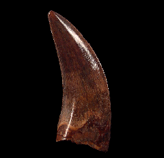 Cheap Nano tooth for sale | Buried Treasure Fossils