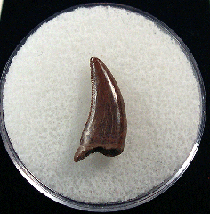 Real Nanotyrannus tooth for sale | Buried Treasure Fossils