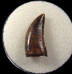 Perfect Nano tooth for sale