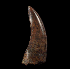 Cheap Nano tooth for sale | Buried Treasure Fossils