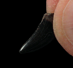 Real Nanotyrannus tooth for sale | Buried Treasure Fossils