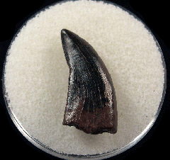 Rare Nanotyrannus  teeth for sale | Buried Treasure Fossils