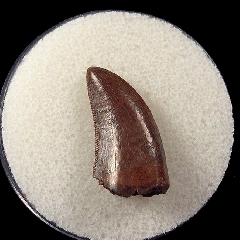 Colorful Nano tooth for sale 